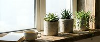 Cozy home interior with succulent plants in rustic pots on wooden windowsill next to coffee cup creating peaceful morning atmosphere for relaxation.