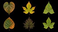 Six autumn leaves collection isolated on transparent background, ready for t-shirt design, clipart, stickers, sublimation, and print on demand projects.
