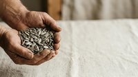 Adult male hand holding sunflower seeds on neutral fabric background, suitable for agriculture, nutrition, and healthy eating content.