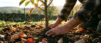 Elderly man planting a young tree in rich soil surrounded by autumn leaves, with rolling hills in the warm sunlight background.
