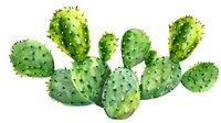 Watercolor prickly pear cactus with green paddle-shaped segments and spines isolated on white background for botanical illustration and desert decor.