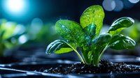 Fresh green sprout with water drops growing from soil in morning light against blurred natural bokeh background, macro nature photography.