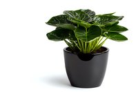 Peperomia houseplant with dark green round glossy leaves in modern black ceramic pot isolated on white background for interior design and home decor projects.