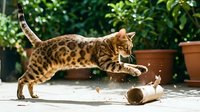 Bengal cat playing with toy mouse on outdoor patio surrounded by green plants and terracotta pots, domestic pet entertainment and enrichment.