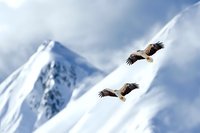 Majestic bald eagles soaring against snow-capped mountain peaks in winter, dramatic wildlife scene with two birds gliding through cloudy sky.