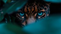 Intense blue eyes of wild leopard peering through dark jungle foliage. Close-up portrait showcasing spotted fur pattern and predator gaze for wildlife photography.