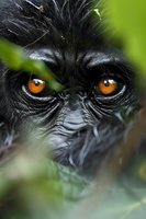 Close-up portrait of mountain gorilla eyes through green foliage, showing intense amber-colored irises and detailed facial features in dramatic lighting.