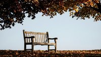 Wooden park bench under autumn tree with colorful fall foliage and scattered leaves on ground creating peaceful outdoor seating area for relaxation.