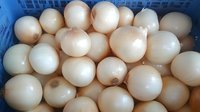Fresh white onions in blue plastic crate, close up view of raw organic produce. Multiple whole bulbs showing natural texture and pattern arrangement for cooking ingredients.