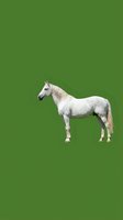 White horse with blonde mane standing in profile pose isolated on green background for easy editing and design projects.