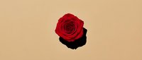 Single red rose bloom with shadow on beige background for romantic designs, Valentine's Day cards, wedding invitations and love-themed projects.