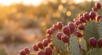 Prickly pear cactus with ripe red fruits in warm golden sunset light creating natural desert landscape with soft bokeh background for organic food concepts.