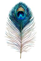 Isolated peacock feather with vibrant blue eye marking and iridescent teal, gold, and cream barbs on white background, ready for design projects and clipart use.
