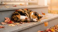 Tabby and white cat resting on outdoor steps surrounded by fallen autumn leaves during golden hour, suitable for seasonal and pet-themed designs.