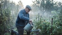 Senior man watering plants in morning garden with metal watering can, tending to vegetable patch in misty dawn light for sustainable organic farming.