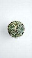 Succulent plants arrangement in white ceramic pot on clean background for home decor and gardening projects.