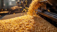 Golden corn kernels falling from industrial agricultural machinery, creating dynamic cascade with dramatic lighting and bokeh effect in grain processing facility.