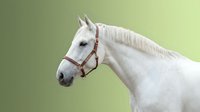 White horse head profile with leather halter against soft green background for equestrian and animal photography projects.