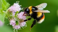 Detailed macro shot of bumblebee collecting nectar from pink wildflower against green natural background, showing distinctive black and orange stripes and translucent wings.