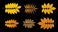 Autumn leaves collection in golden and orange tones, isolated on transparent background. Six fall foliage branches for clipart, stickers, t-shirt design, and print on demand.