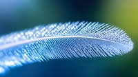 Delicate blue feather with intricate barbs and detailed texture captured in macro photography against dark blurred background showing natural patterns and structure.