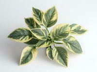 Variegated green and cream colored leaves arranged in star pattern isolated on white background, suitable for botanical designs and nature-themed projects.
