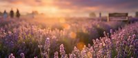 Lavender field at golden hour sunset with purple flowers blooming in rows, warm sunlight creating dreamy atmosphere for aromatherapy and relaxation concepts.