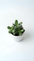 Small jade succulent plant in white ceramic pot on clean white background for home decor and gardening projects.