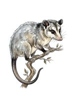 Detailed illustration of a possum perched on a branch with leaves, isolated on white background, suitable for wildlife education, nature designs, and print applications.