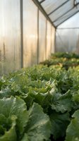 Fresh green lettuce growing in modern greenhouse with natural sunlight streaming through glass panels creating sustainable agriculture environment.