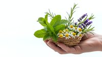 Fresh herbs and chamomile flowers in wicker basket held in cupped hands on white background for natural medicine and aromatherapy applications.