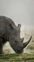 Rhinoceros grazing on grassland with head lowered toward ground in natural savanna habitat during daytime wildlife observation.