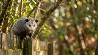 Virginia opossum sitting on wooden fence post in natural forest habitat with green foliage and soft sunlight filtering through trees in background.