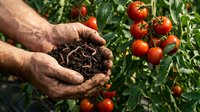 Elderly hands holding rich compost soil in tomato garden. Organic farming, sustainable agriculture, natural fertilizer for healthy vegetable growth.