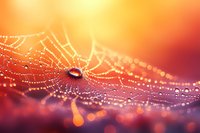 Delicate spider web covered in morning dew drops against vibrant orange and purple sunrise background creates magical natural macro photography scene.