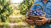 Farmer holding wicker basket filled with fresh ripe blueberries in orchard during harvest season, agricultural produce and farming concept.