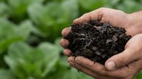 Hands holding rich dark compost soil for organic gardening and sustainable agriculture with green plants in background for eco-friendly farming practices.