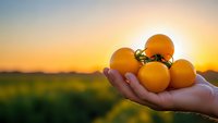 Fresh ripe tomatoes held in cupped hands against golden sunset sky over agricultural field. Organic farming harvest concept for healthy eating campaigns.