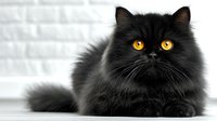 Fluffy black Persian cat with bright orange eyes lying on white surface against brick wall background for pet care and feline photography projects.