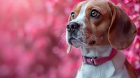 Adorable beagle puppy with bright blue eyes and pink collar looking up against blurred pink cherry blossom background, creating dreamy spring atmosphere.