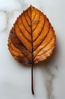Single autumn leaf with detailed veins and rich orange-brown color on white marble background, showing natural texture and seasonal transformation.
