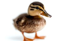 Baby mallard duckling with brown feathers and distinctive stripe pattern on head standing on white background, isolated wildlife portrait for nature publications.