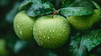 Fresh green apples covered in morning dew drops hanging on tree branch with wet leaves in garden, natural organic produce background for healthy eating.