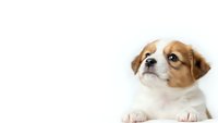 Adorable brown and white puppy lying down looking up with curious expression on white background isolated for pet care and animal designs.