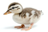 Baby striped duck isolated on white background, side view of duckling with brown and cream feathers showing natural markings and orange beak.