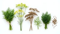 Isolated fresh and dried herbs and fennel bundles arranged on white background, suitable for culinary, botanical, and design projects.