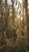 Weeping willow branches with delicate green leaves hanging gracefully in soft golden sunlight creating peaceful natural atmosphere for wellness content.