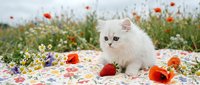 White fluffy kitten sitting among colorful wildflowers and red poppies in a blooming meadow field during spring season.