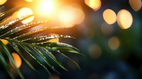 Raindrops on palm leaf with golden bokeh lights in background creating magical nature atmosphere. Morning dew glistens on tropical foliage at sunrise.