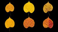 Autumn aspen leaves in gradient yellow to orange tones, isolated on transparent background. Ready for clipart, t-shirt design, stickers, sublimation, print-on-demand products and digital crafts.